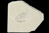 Cretaceous Fossil Shrimp - Lebanon #123871-1